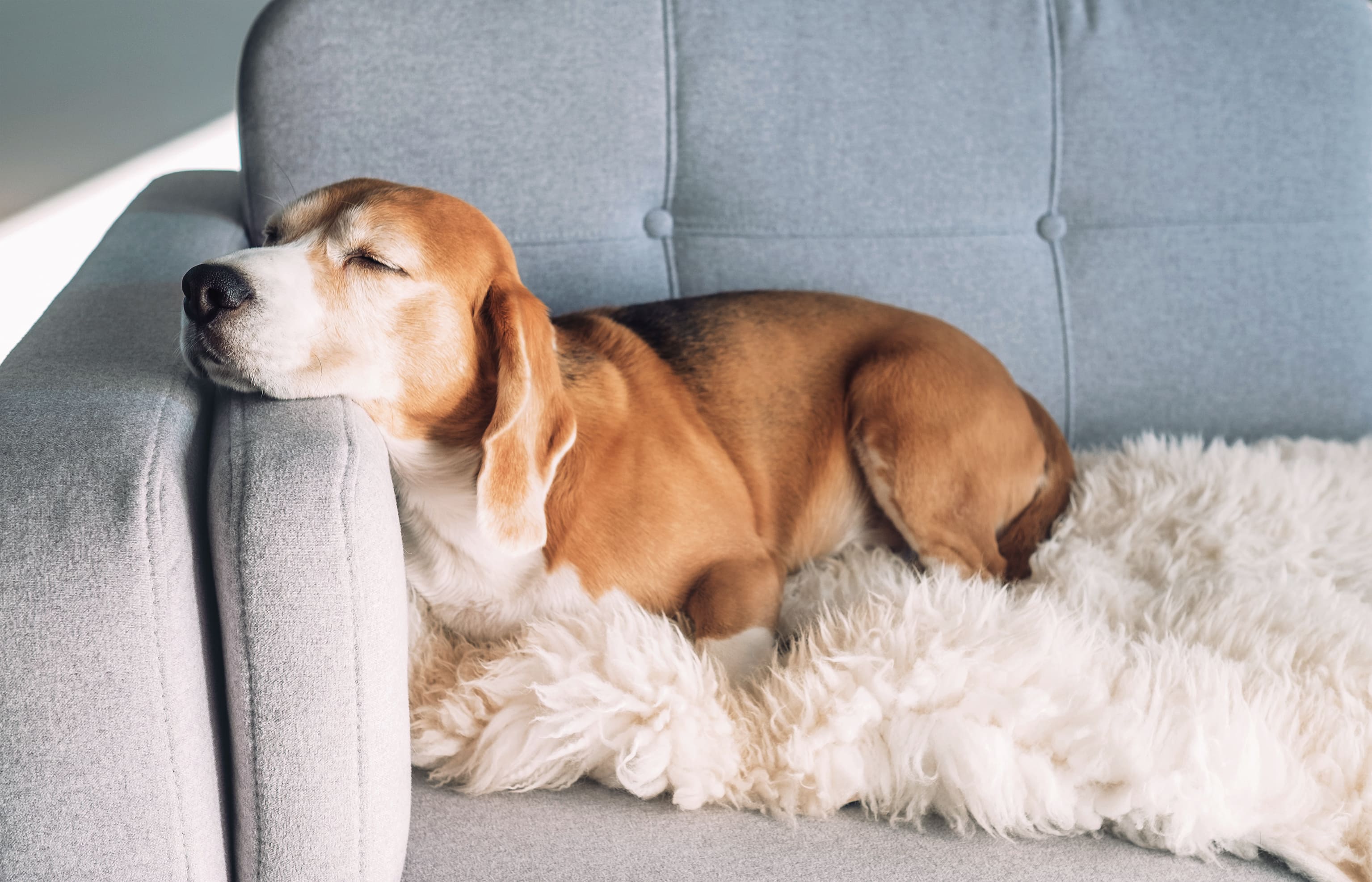 cuantas horas duermen los perros